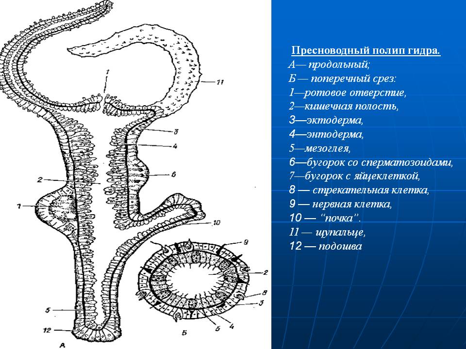 Через какой браузер можно зайти на кракен
