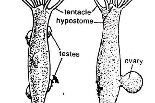 Кракен ссылка kr2link co